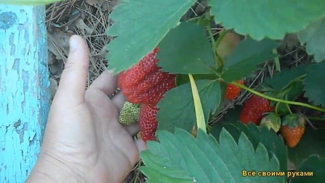 Клубника Сорт "Елизавета 2" смотреть онлайн