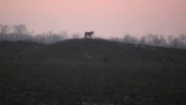 Вожак/eger смотреть онлайн