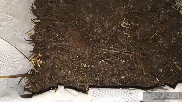 Первое кормление моих червячков смотреть онлайн