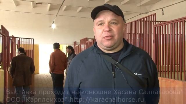 Отзыв о выставке-продаже лошадей карачаевской породы. Александр, г.Белгород. смотреть онлайн