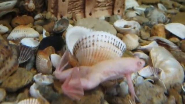 Шпорцевая лягушка в аквариуме ( Xenopus laevis, frog in an aquarium ) смотреть онлайн