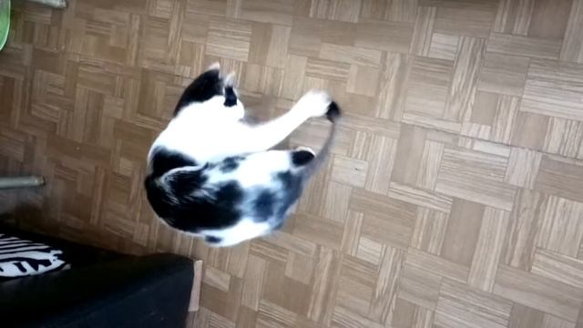 Кошки, когда их только побрили)) смотреть онлайн