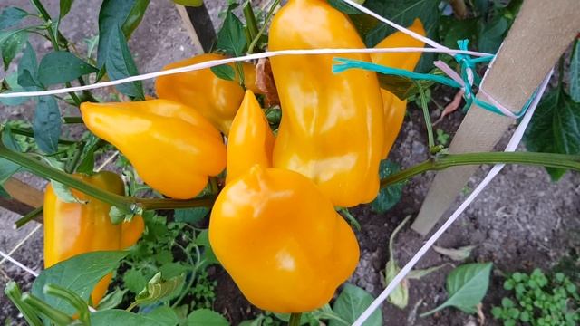 Перец Янтарь 21,08,22 смотреть онлайн