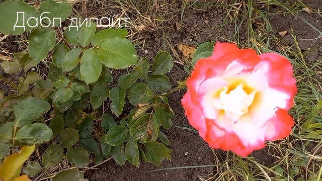 Розы - первогодки от "Розы у Веры" ч.3. МР побеждает? смотреть онлайн