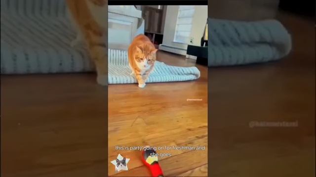 смешные животные??? смотреть онлайн