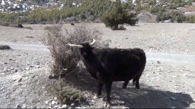 Трекинг вокруг Аннапурны 2013 часть II