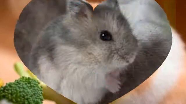 Милые и няшные хомячки!🐹💖 смотреть онлайн