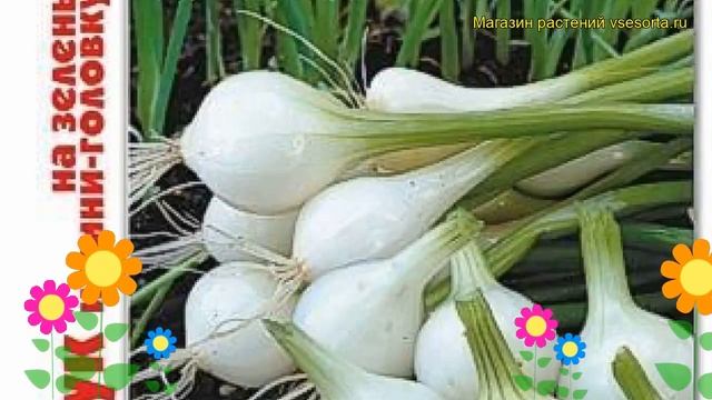 Лук на зелень и мини-головку Помпеи. Краткий обзор, описание характеристик, где купить allium Pompe смотреть онлайн