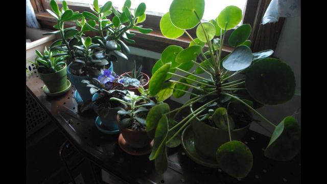 3 Month Plant Timelapse || Pandemic Growth смотреть онлайн