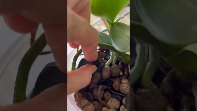 Та многострадальная детка на цветоносе. Что было дальше смотреть онлайн