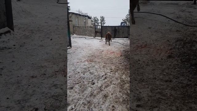 бычки белоголовые смотреть онлайн