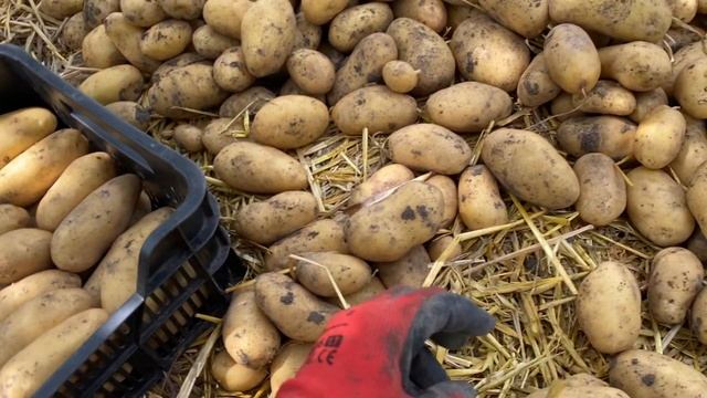 Ч-12 Сбор урожая картофеля правила и рекомендации//Уход за картошкой после сбора урожая смотреть онлайн