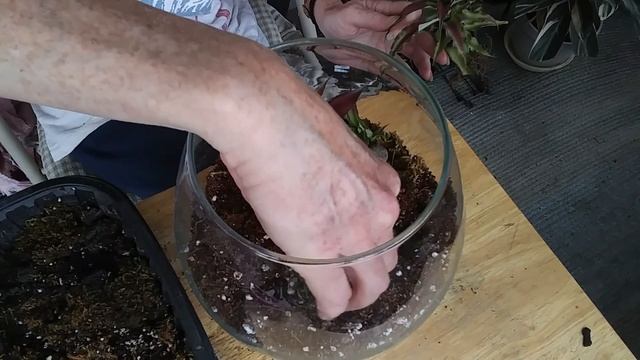 Cryptanthus Earth Star Bromeliad Repot смотреть онлайн