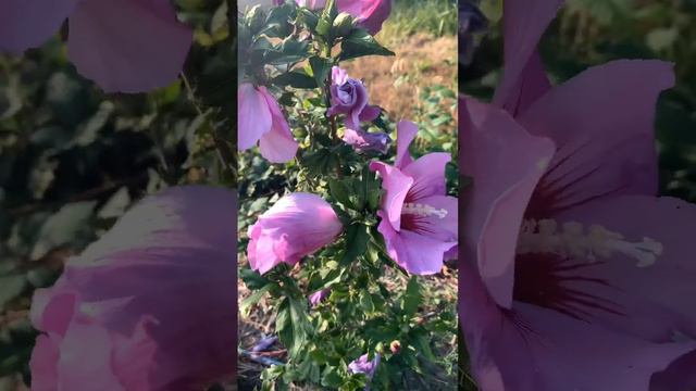 Aphrodite Rose of Sharon (Hibiscus syriacus 'Aphrodite') смотреть онлайн