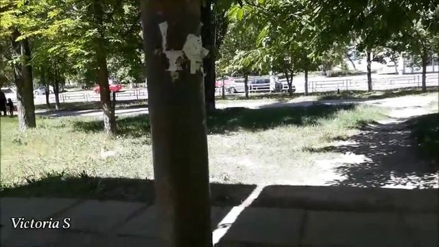 Херсон №444 | Улица Филатова | Тропинка | Первомай. смотреть онлайн