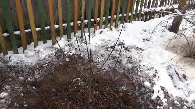 Кизил на моем участке: Владимирский, Коралловый Марка и Лукьяновский // Dogwood Variety