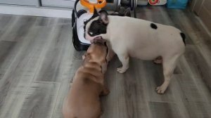 @французский бульдог @щенки французского бульдога@ Royal canin starter.