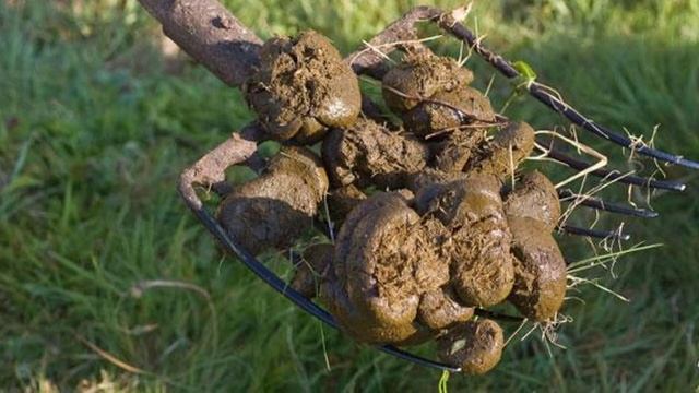 Конский навоз как удобрение