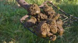 Конский навоз как удобрение