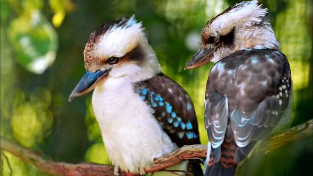 Голоса птиц Как поёт Кукабарра (Dacelo).mp4 смотреть онлайн