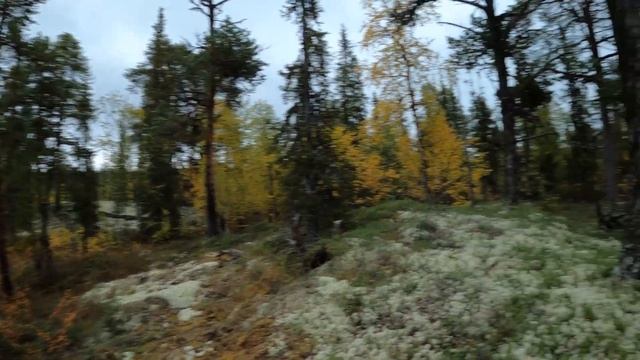 Медведица вместо глухаря. Жизнь в тайге. Рыбалка. смотреть онлайн