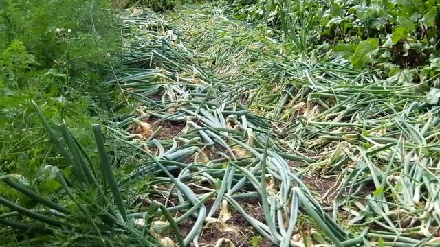 Полезна ли гречиха в качестве сидерата. смотреть онлайн