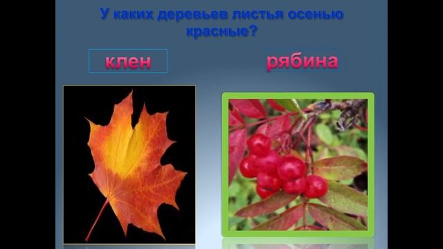 Онлайн викторина «Природа родного края» смотреть онлайн