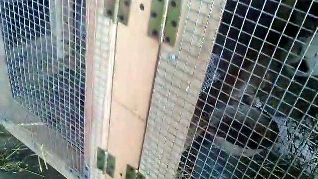 Новая крольчиха 