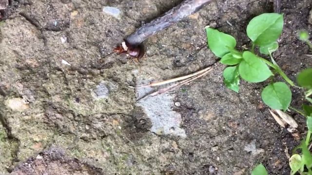 Двухвостка (Diplura) смотреть онлайн