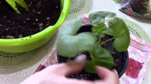 Пересадка черенков пеларгонии. Каким удобрением подкормить герань. Когда пересаживать рассаду.