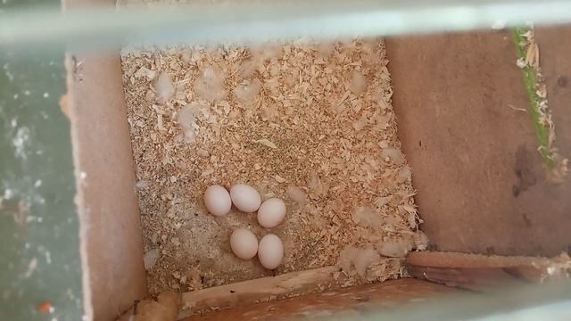 Певчие попугаи и Кореллы на разведении,птенцы,яйца.