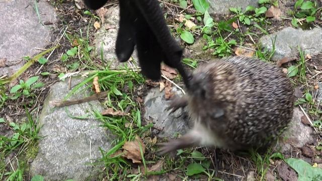 Может ли ёжик быть другом? смотреть онлайн