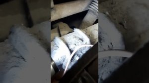 ПЬЯНЫЙ МЕХАНИК. Ремонт задних тормозных барабанов Dodge Caravan 1 и 2 поколения