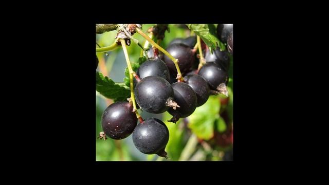 ЭТИ КУСТЫ ПЛОДОНОСЯТ КАЖДЫЙ ГОД И НЕ ТРЕБУЮТ УХОДА. Воскресный дачный влог 7 мая 2023 года. смотреть онлайн