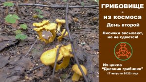 ГРИБОВИЩЕ - из космоса. День второй. Лисички засыхают, но не сдаются. Дневник грибника 17.08.2022