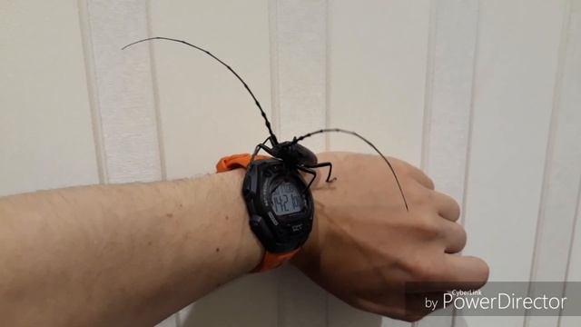 Усач дубовый большой / Cerambyx cerdo в Украине смотреть онлайн