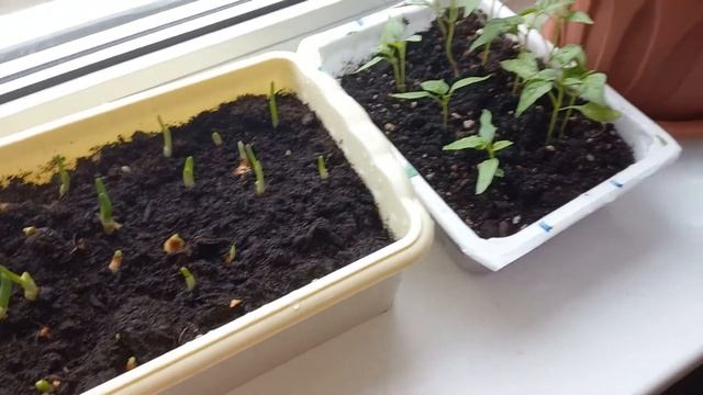 НОВОСТИ. Перчики. Бройлеры. Тестирование камеры нового телефона. смотреть онлайн