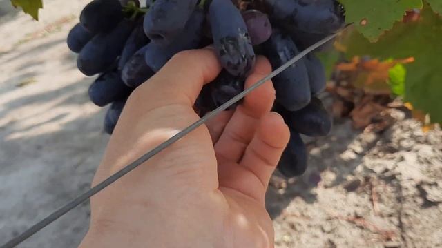 Сорта Винограда среднего срока созревания смотреть онлайн