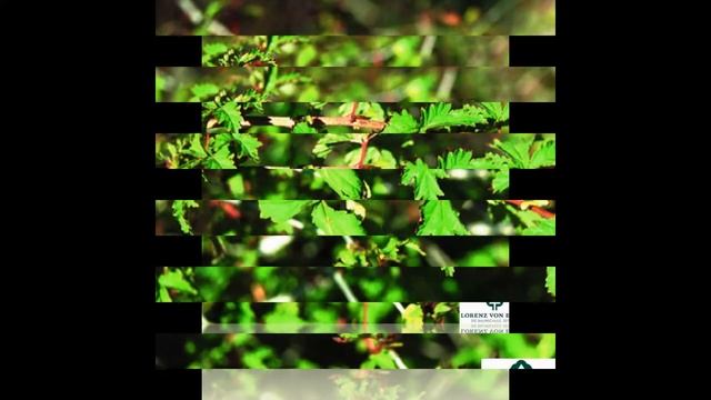 СТЕФАНАНДРА (STEPHANANDRA) сем. Розоцветные смотреть онлайн