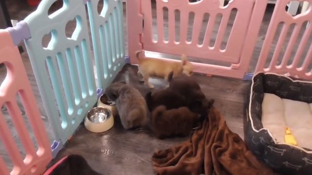 Кушаем,Взвешиваемся,Осваиваем Манеж ЩЕНКИ ЧИХУАХУА смотреть онлайн