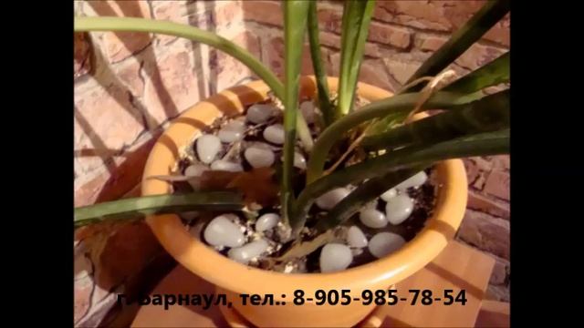 Камни светящиеся в темноте смотреть онлайн