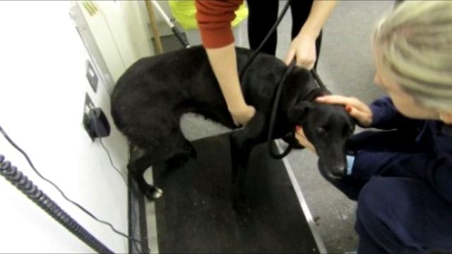 Собаку с щенятами привязали к забору и ушли. Эта история заставит вас плакать! смотреть онлайн