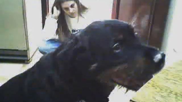 JULY MY ROTTWEILER смотреть онлайн