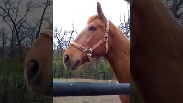 Ездим смотрели лошадей (&$#)крутое видео смотреть онлайн