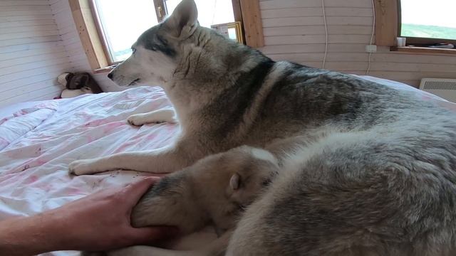 Привет От щенка Айсан. смотреть онлайн