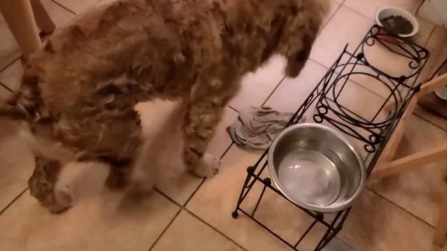 ЧУТЬ ИНФАРКТ НЕ ПОЛУЧИЛА//СКАЗАЛА СОБАКЕ,ЧТО ЖРАТЬ НАДО МЕНЬШЕ//КОГДА БОМБЯТ ЖИВОТНЫХ В УКРАИНЕ..