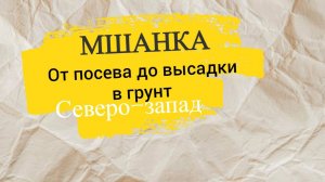 Мшанка от А до Я. От посева до высадки в грунт.