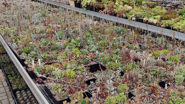 Адромискусы Мастера Георгия август 2020. Adromischus collection смотреть онлайн