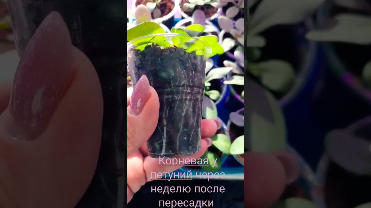 Тайдалы подросли