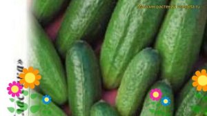 Огурец Гинга F1 (Огурец). Краткий обзор, описание характеристик, где купить семена cucumis sativus